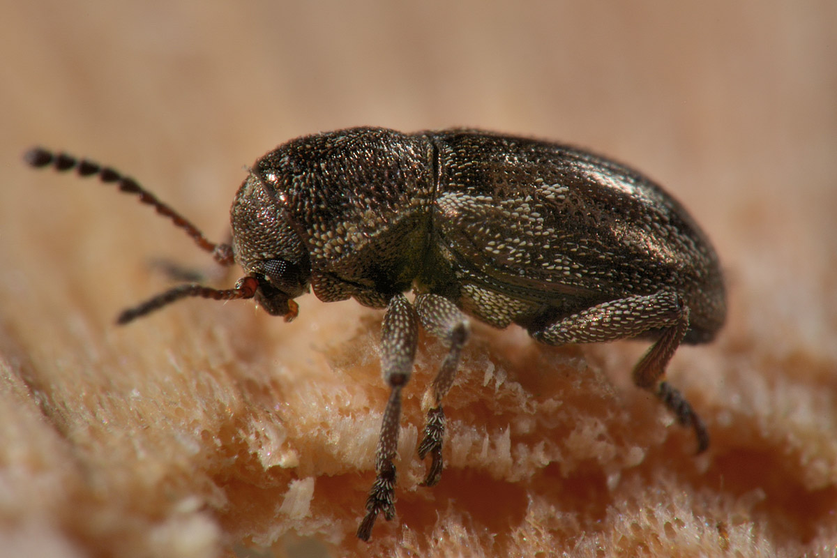 Chrysomelidae: Pachnephorus villosus